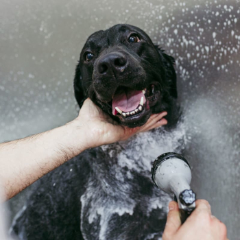 Self Wash