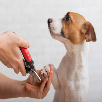 Nail Trim